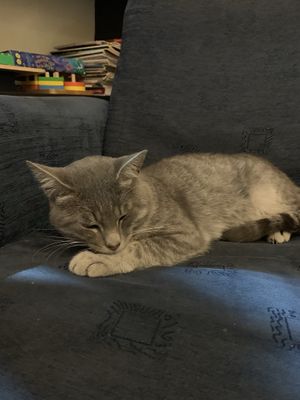 Lovely guard of the cafe at Kiwi Vegan Cafe in Tbilisi