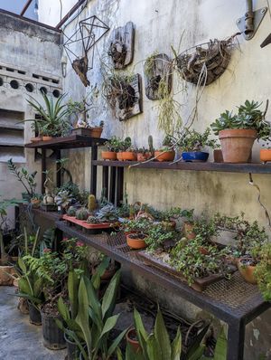  at Papaupa in Santo Domingo