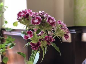 inside decoration  at Gruene Kombuese in Rostock