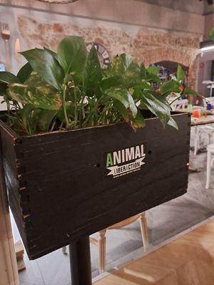  at Buddy VEGGY in Rome