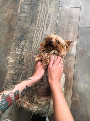 Sweetest dog ever at Tante Emmas Veganeria in Saarbrucken