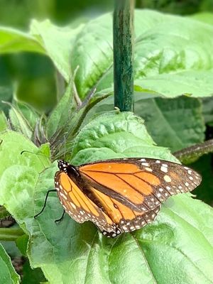 Beautiful Butterfly garden in front of 2Cats while you wait for a table.  at 2 Cats Cafe in Bar Harbor