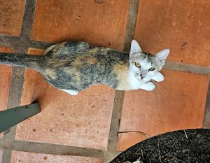 Cute kitty in the yard at Haven in Siem Reap