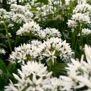 local wild garlic - amazing :) at Cafe Sketch in Cheddar