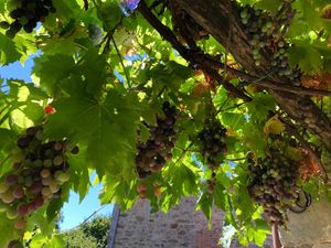 Grapes! at Torre Morgana in Umbertide
