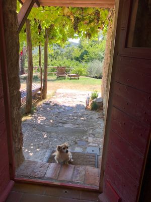 Miss. Bruschetta. Their cute little pup! at Torre Morgana in Umbertide