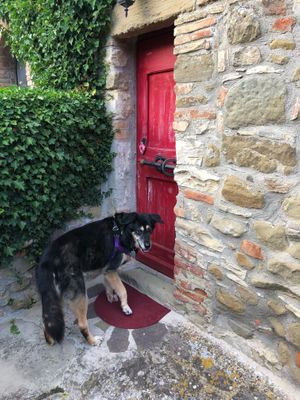 Our Dog Bella! at Torre Morgana in Umbertide