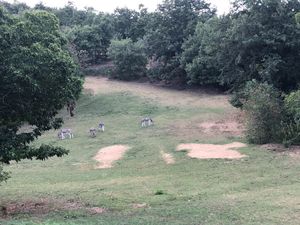 Donkeys! at Torre Morgana in Umbertide