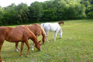 Horses at Torre Morgana in Umbertide
