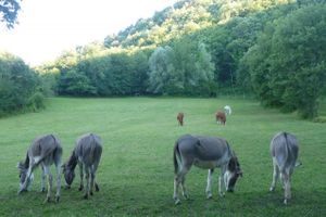 Donkeys at Torre Morgana in Umbertide