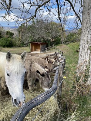   at Torre Morgana in Umbertide