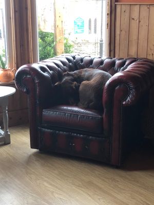 Comfortable Cafe Dog at The Green HeART Cafe  in Newquay
