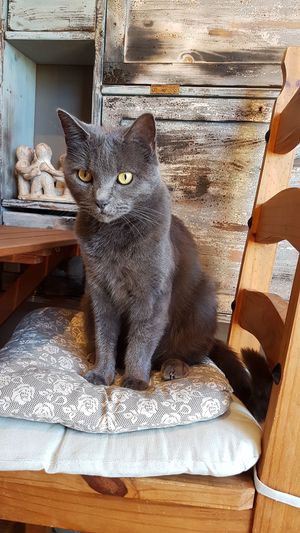 Resident cat at The Green HeART Cafe  in Newquay