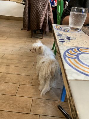 Owner’s dog but he is supposed to stay in kitchen  at Ma va' in Rome