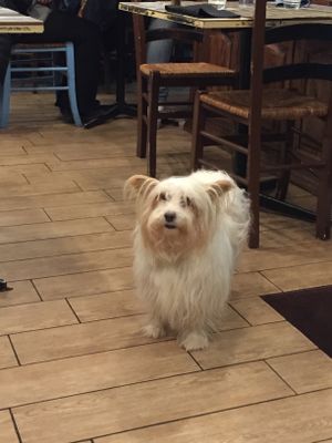 The owners very sweet dog  at Ma va' in Rome