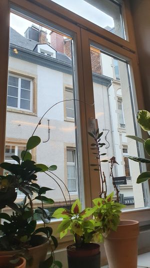 Views and plants at Beet in Luxembourg City