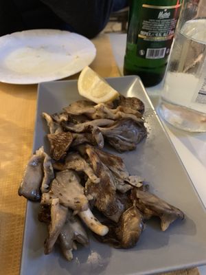 pleurotus (v) - mushrooms  at Kapilio in Crete