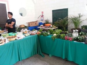 Organic produce at Encuentro Comercial Sustentable Tameme in Puebla