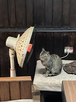 they have a heater (cat likes it too)  at Loving Heart in Kathmandu