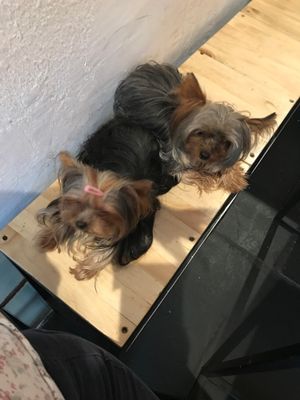 pet friendly at Vegetal - temporarily closed in Mexico City