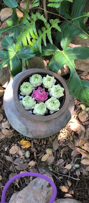  at Banlle in Siem Reap