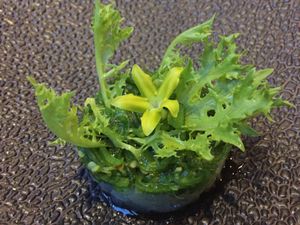 Banlle tasting menu - Palm fruit with seaweed, chilli flakes and papya flower at Banlle in Siem Reap