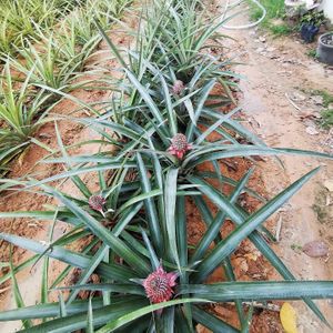 אננס at Banlle in Siem Reap