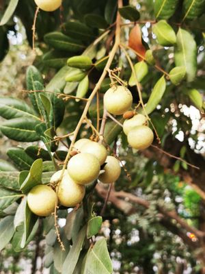 ליצ'י at Banlle in Siem Reap