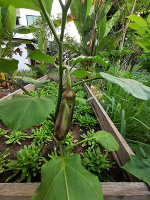 חציל at Banlle in Siem Reap