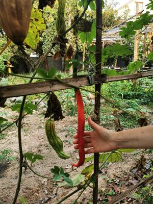 כניסה למקום. at Banlle in Siem Reap