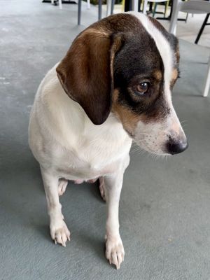 Cute server  at Organico Fortuna in La Fortuna