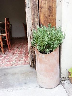 💚⛩️💚 at Recaudo in San Andres Cholula