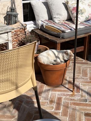 a cat that is very friendly and lounges around  at Kaldrma in Bar