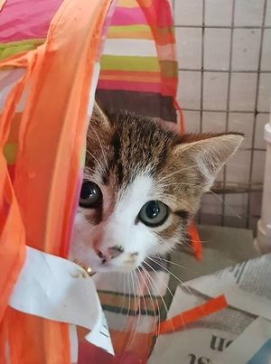 Farplace at Farplace Charity Rescue - Newcastle upon Tyne in Newcastle Upon Tyne