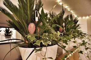 Downstairs seating area, zen garden of avocado dreams.  at Happy Maki in Brighton