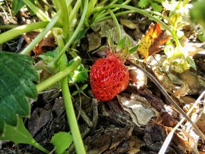 fresh fruit at Pousadela in Amarante