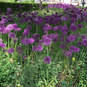 Beautiful Ystad! at Kafe Helsa pa in Ystad