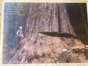   at The Old Mill Cafe in Carlsborg