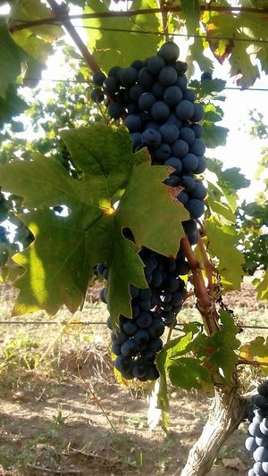 Uve pugliesi at Agriturismo al Refolo in Gravina In Puglia