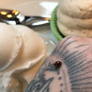visit from a ladybug at Zucker & Zimt in Erfurt