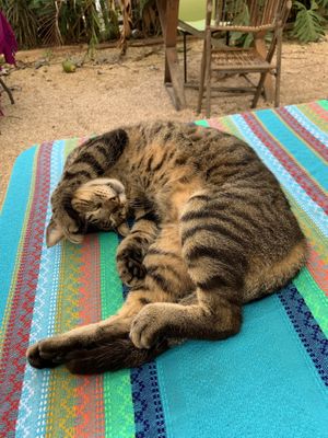 “Cantí" at Suculenta in Tulum