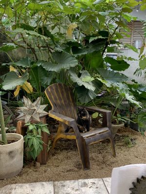 “Dita" at Suculenta in Tulum