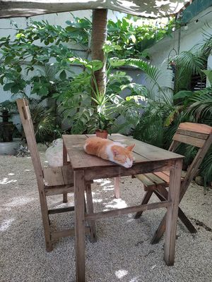  at Suculenta in Tulum