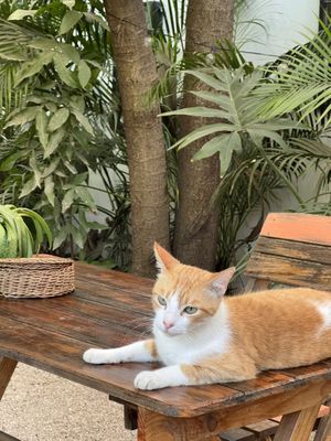   at Suculenta in Tulum