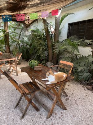   at Suculenta in Tulum