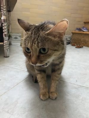 I met this gentelman inside at Bao An Vegan (formerly Vegan Banhmi) in Hanoi