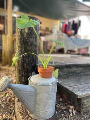  at Natural Living Food Co-op and Cafe in League City