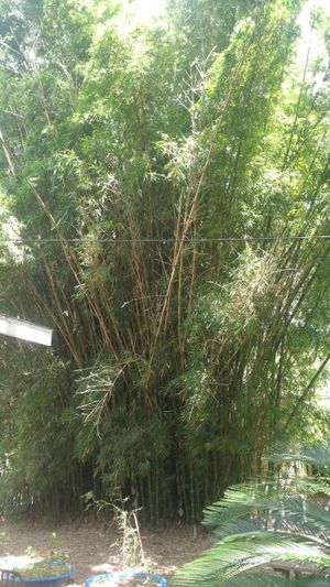 Beautiful huge bamboo trees at Natural Living Food Co-op and Cafe in League City
