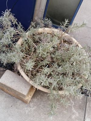 Plant deco at Brown Rice ブラウンライス in Tokyo