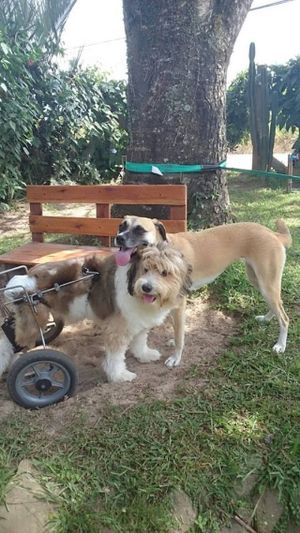 Pet Friendly :-) at Pousada Rosa Verde in Imbituba